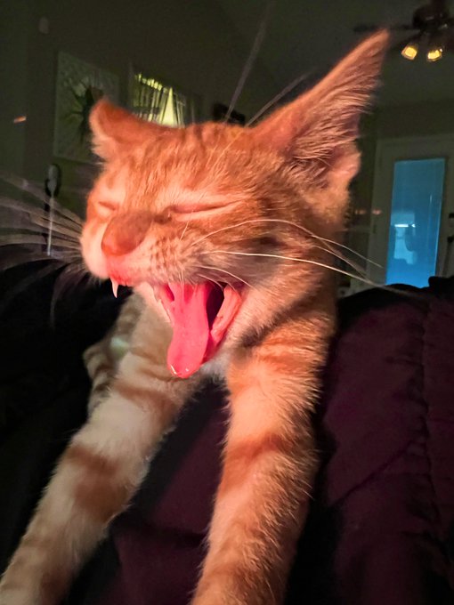 My kitten just ate a giant spider in my bedroom! Kitty rent, paid in full! 🧡🧡🧡 https://t.co/85T5C3pV<a href="/tag/realloyalfans"class="tags"><span>#realloyalfans</span></a>