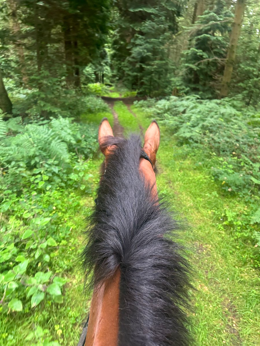 beaubai's tweet photo. Ear we go! Much loved Magic Dancer enjoying that Friday feeling deep in our 5,000 acres of woodland ๐ #happyhorses #winners #summervibes #MagicDancer https://t.co/AT7z1UeLpy