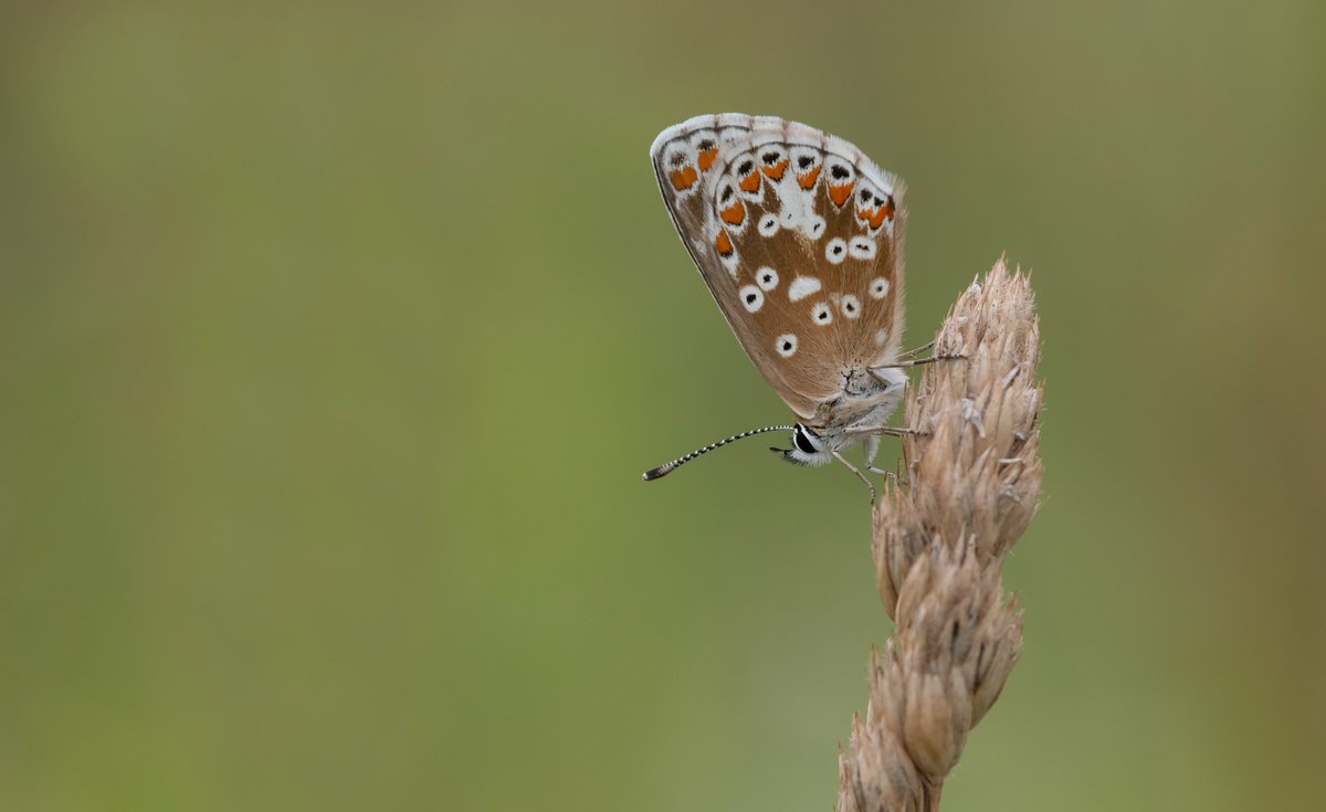 With many butterfly species lower than expected in number, 2 exceptions are Gatekeeper and Brown Argus. In one small area on the South Downs there are around 1000 Brown Argus. An unbelievable number and an incredible sight. @BCSussex @savebutterflies @SussexWildlife @sdnpa