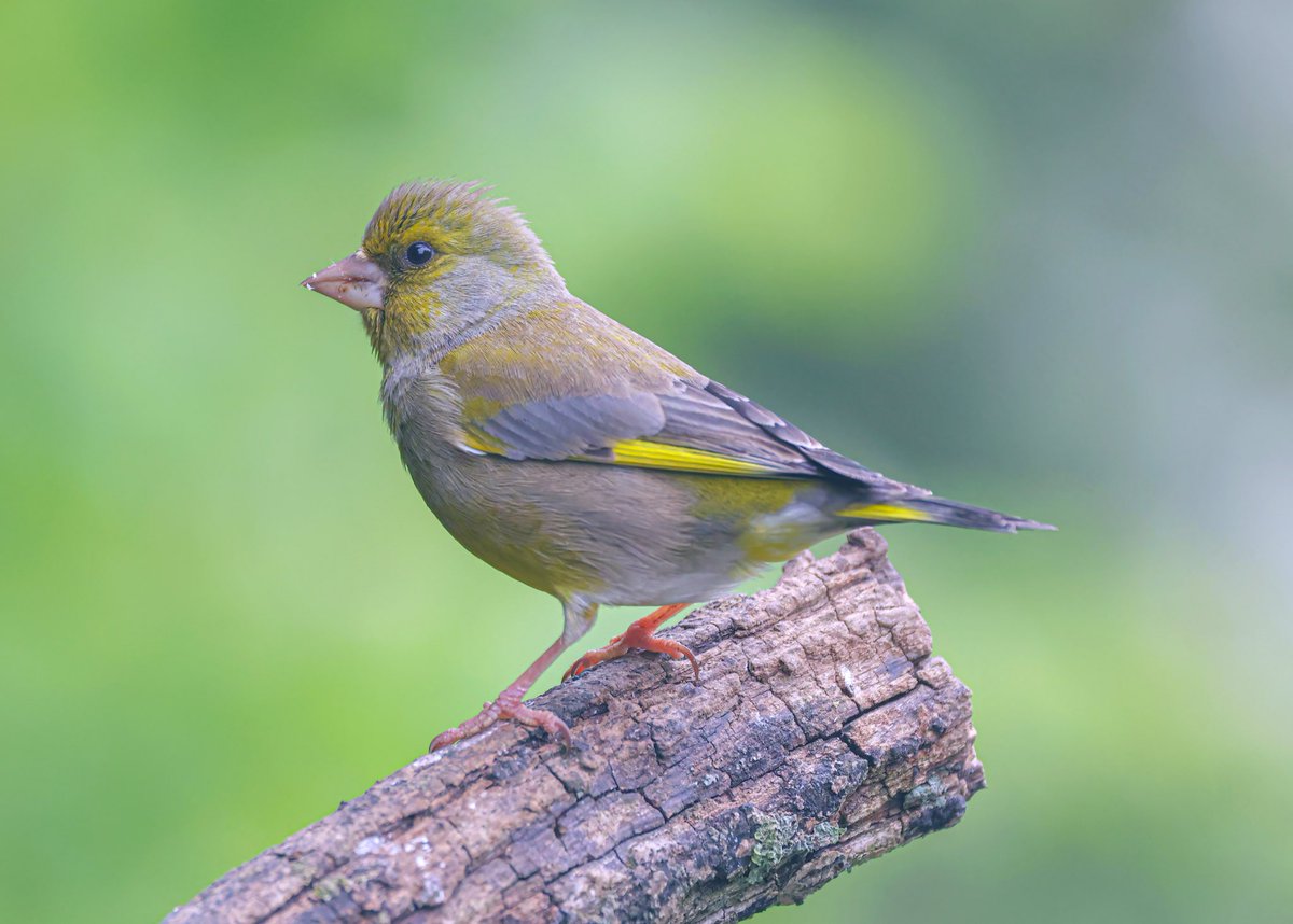 Good morning from me and this beautiful Greenfinch, Wigan UK 🇬🇧 hope you all have a wonderful day