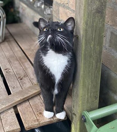 Pien, laat je befje zien! 😻
#Pien #vermist #Maastricht #dtv