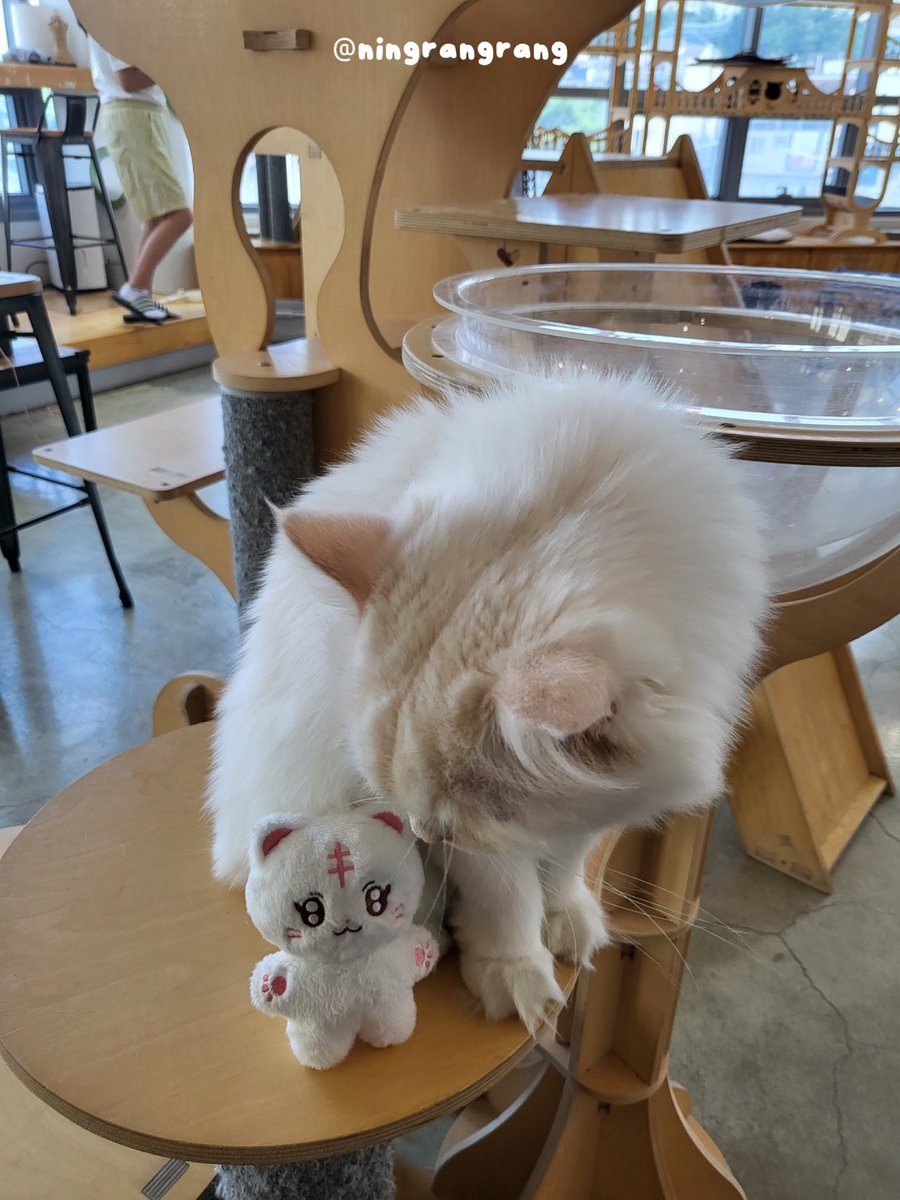 ningrangrang's tweet photo. 🐱: 너 누기야?
💜: 웅니 나 랑랑이야 https://t.co/gz1MlrechZ