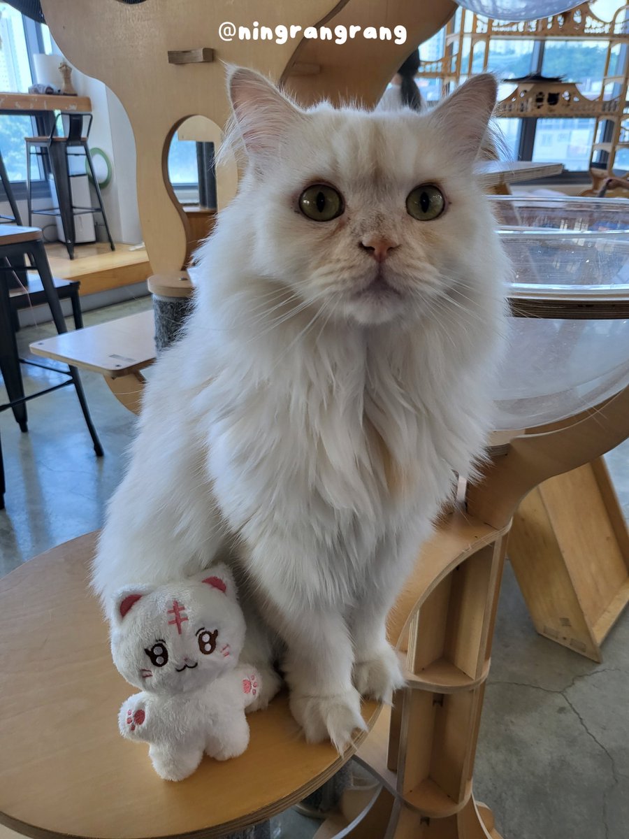 ningrangrang's tweet photo. 🐱: 너 누기야?
💜: 웅니 나 랑랑이야 https://t.co/gz1MlrechZ