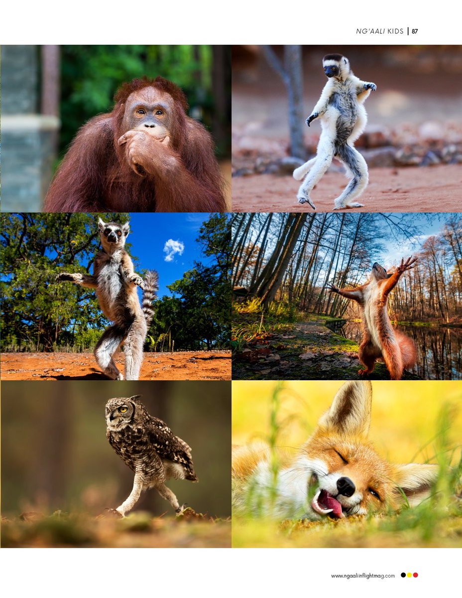 ngaalimag's tweet photo. Happy Friday Ngaali fam! Let us know which animal best represents your fun mood today 

Remember to grab a free copy of our latest issue aboard your @UG_Airlines
flight or tap 👉🏾https://t.co/5trKWWjA8F to flip through the digital edition out now https://t.co/wRXyoXLM9j