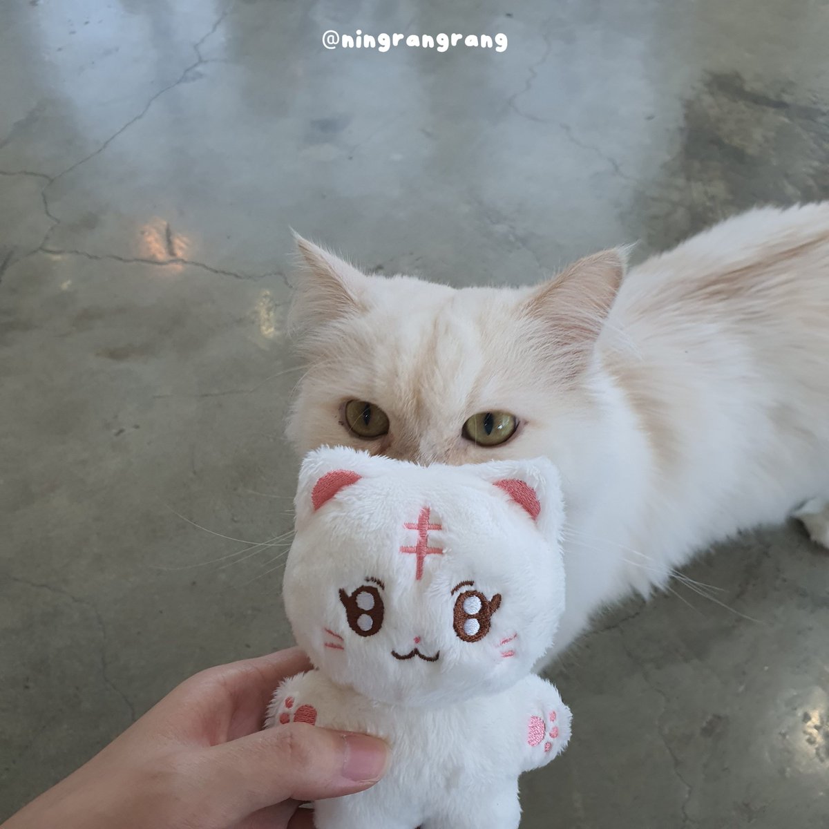 ningrangrang's tweet photo. 🐱: 녀석에게서 고양이의 냄새가 난다 https://t.co/lXRnoth0EU