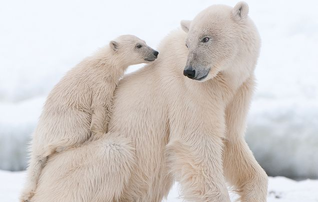 Polar Bear Facts
natgeokids.com/uk/discover/an…