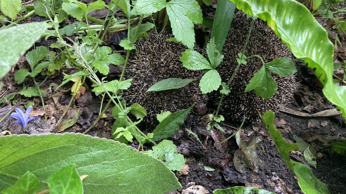#dehond duikt luid blaffend de tuin. Zitten er twee egeltjes 🦔