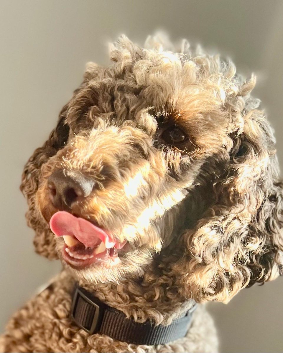 Lennie_HD's tweet image. Friday Facts
🐾 The term ‘tongue twister’ was first used in around 1895, give this one a go - “If a dog chews shoes, whose shoes does he choose?”
🐾 #ChowChows and #SharPeis have blue / black tongues
🐾 A dog’s tongue can influence the sound of his/her bark! 
Check my comment ⬇️