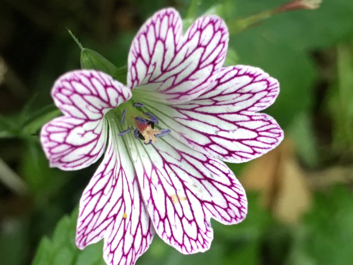 kgimson's tweet photo. Beautful geraniums. Aren’t the markings pretty. Happy #friday #gardening #gardens #flowers #ukgarden https://t.co/g2E8JMQ9Qk