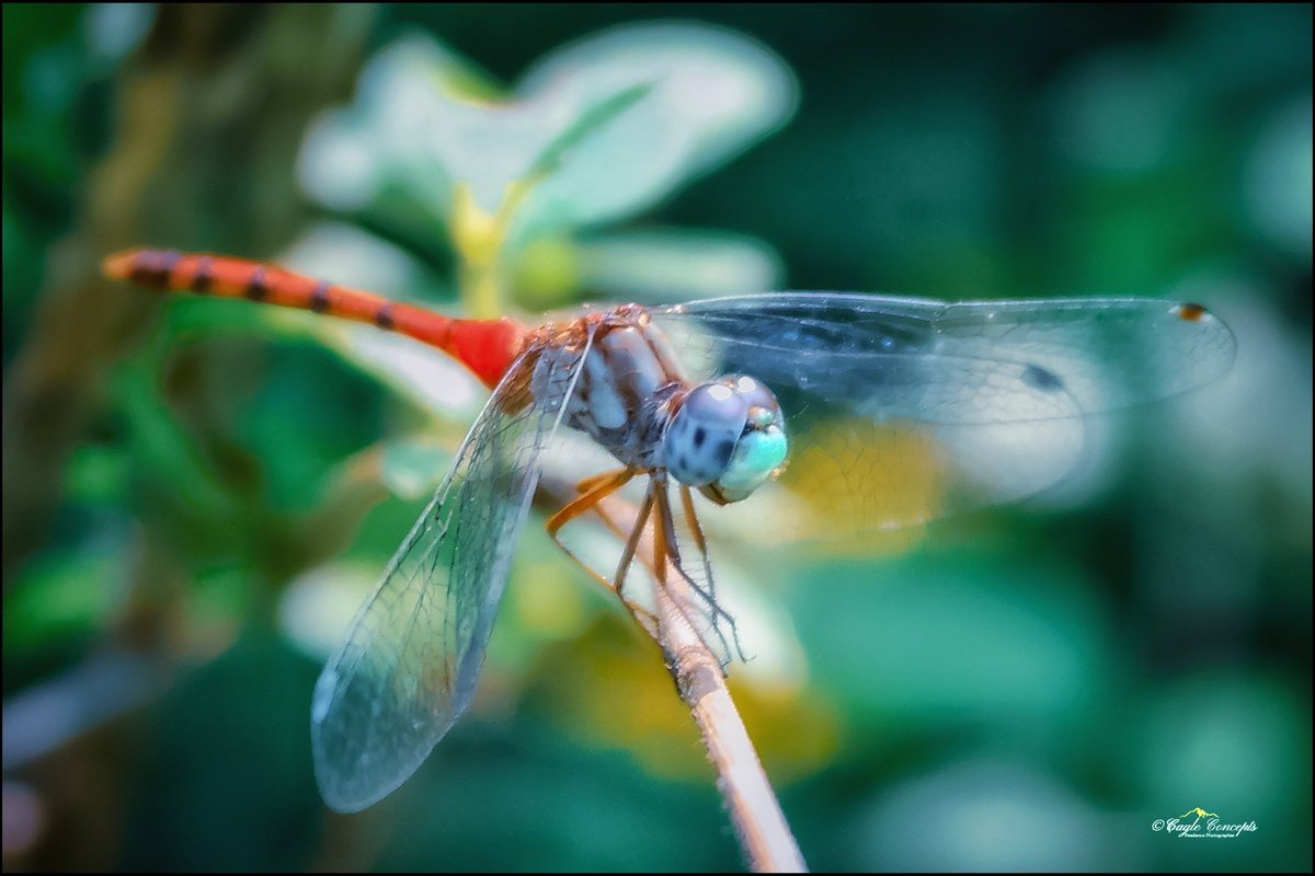 CagleConcepts's tweet photo. "Blue-faced Meadowhawk Dragonfly"

Photographer: 𝕮𝖆𝖌𝖑𝖊𝕮𝖔𝖓𝖈𝖊𝖕𝖙𝖘 𝕱𝖗𝖊𝖊𝖑𝖆𝖓𝖈𝖊 𝕻𝖍𝖔𝖙𝖔𝖌𝖗𝖆𝖕𝖍𝖊𝖗 
Equipment: Samsung NX2000 20mm-50mm NX Lens System
Place: Standing In the Gap" At Bulls Gap Tn #photooftheday #photographer #dragonfly #macrophotography https://t.co/n8gFlmapdq