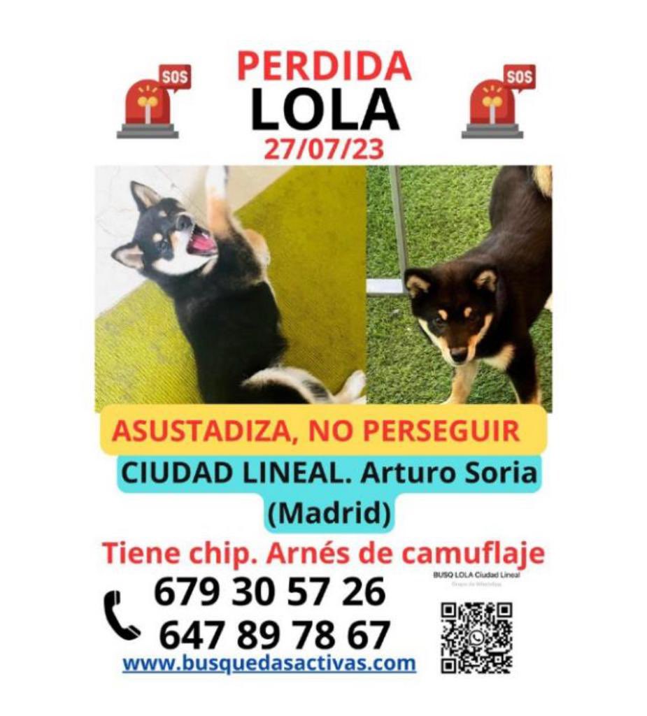 TantST03's tweet photo. @SPAPmadrid @siviaromera1 @MBS0870  Me podéis ayudar por favor? Fue ayer. Atropellaron a su mamá humana y estará asustada. @perezreverte #arturosoria #ciudadlineal @RESCOTA https://t.co/QRrD8q6bdc