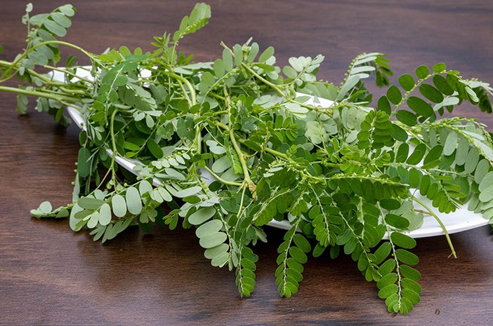 Today is world Hepatitis B day, special thanks to this plant for saving hundreds from this dreadful virus. 

#BackToEden