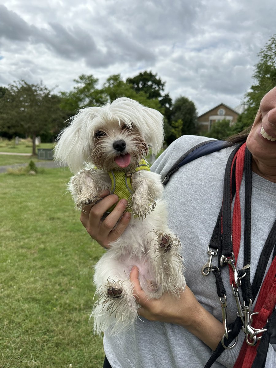 Morning.  Happy Frigay…. Let’s have fun 🎾 🐾 
#cutepup #gaydogdad #gaylondon