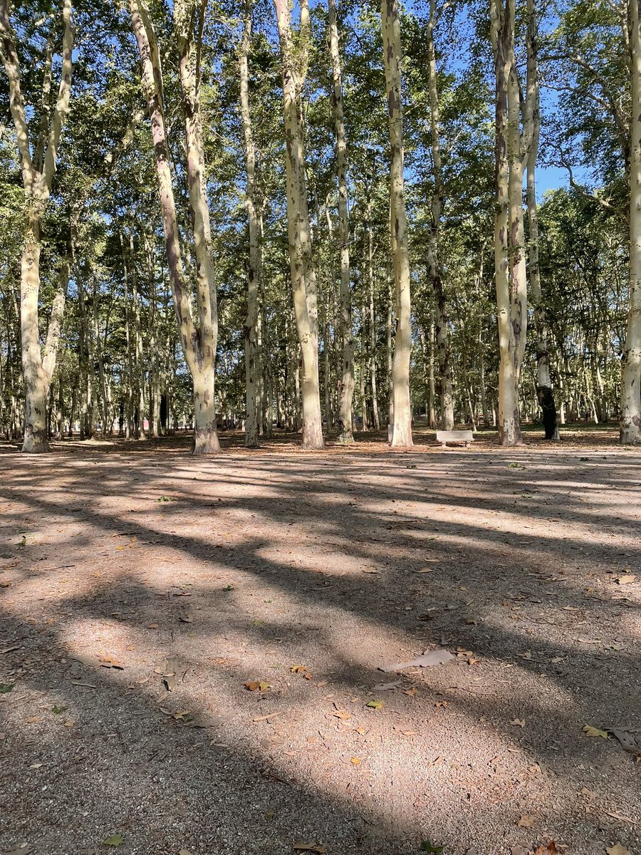 gemmareix's tweet photo. S'està fent alguna gestió per salvar els plataners de la devesa? Cauen branques i cada dia són de dimensions més grans. No entenc perquè aquest any no s'aprofita el circuit de rec d'aigua, l’aigua ve del Ter, filtra, i torna al riu. @girona_cat @llsalellasvilar @GuanyemGirona https://t.co/jexwZ4Lcf2