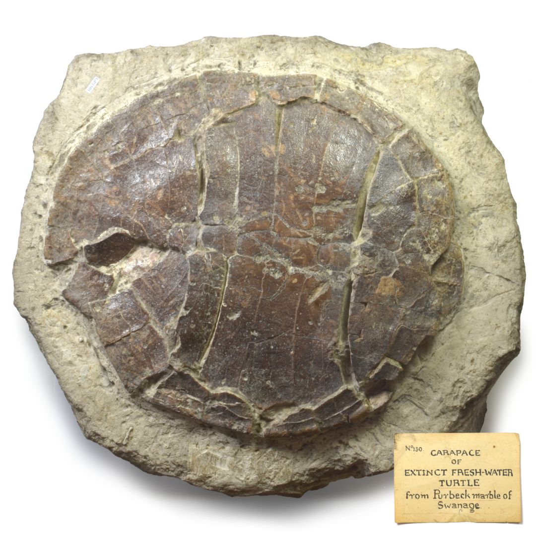 BRLSI's tweet photo. 🌊The #BRLSI has a host of prehistoric fossil creatures. This shell of #Pleurosternon, came from the #Purbeck Limestone of Dorset. This turtle was a freshwater creature, coming from the earliest part of the Cretaceous.
#turtle #prehistoric #nature #ancientcreatures https://t.co/cY7Oh7fO5P