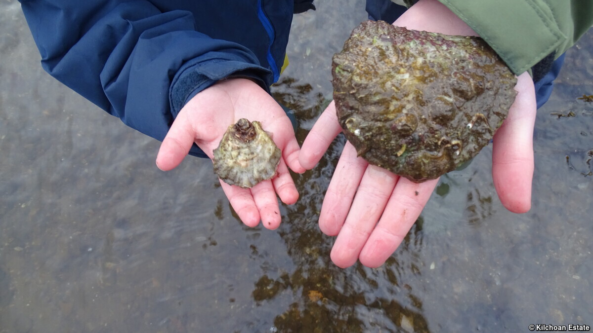 RewildingB's tweet photo. What can purify 140 litres of water a day, remove carbon from the atmosphere and ocean, and fit in your palm?

Could it be a new green-tech gadget? No, it's our old friend the oyster. 🦪

We're celebrating this rewilding superstar for #NationalMarineWeek:

https://t.co/PBEGcJppNr https://t.co/jk4ngCr4YL