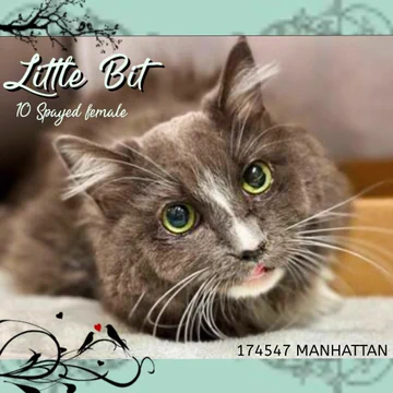 We always rejoice when an oldie is safe! Darling "Little Bit" was saved from the awful NYC ACC in #NewYork by the Hudson Valley SPCA! Thank you &amp; bless the seniors! Please honor your pledges on this link with many thanks: hudsonvalleyspca.com/donate
😺👏🐈💞