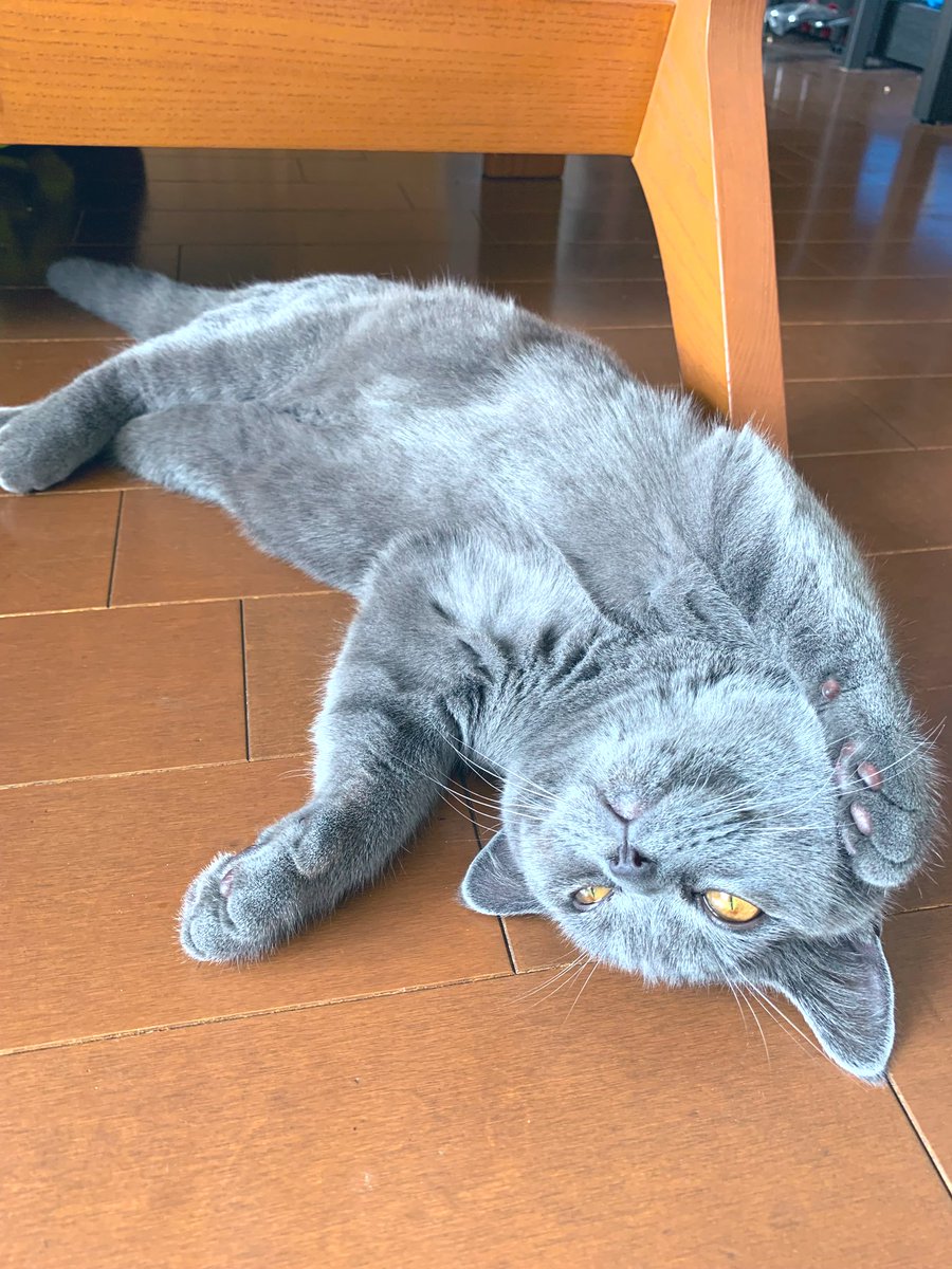 tentative_neko's tweet photo. もはや写真もぞんざいに、、、🐾
A sloppy job for being taken a photo…
#ブリティッシュショートヘア #ブリティッシュショートヘアー #britishshorthair #bsh #ブリショー #ブリショ #ぞんざい #適当 #sloppy #やっつけ仕事 #sloppyjob #rushjob #猛暑 #intenseheat #heatwave #暑い #hot https://t.co/hxPtXO4zTF
