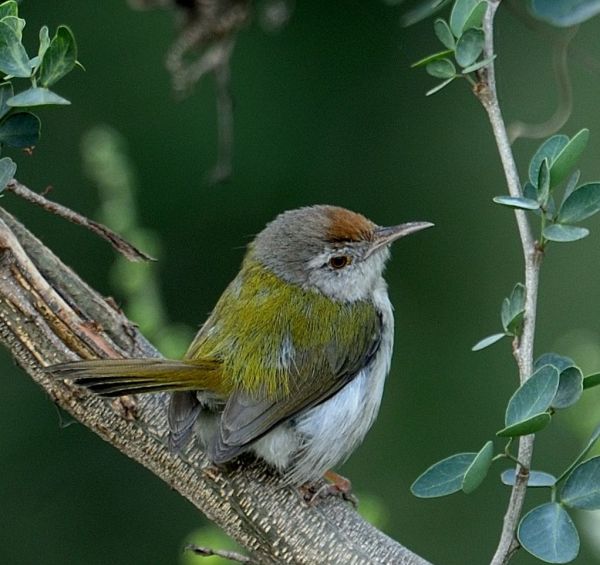 TailorBird  #IndiAves
@IndiAves
#Birds #Nature #Wildlife #SmallBirds