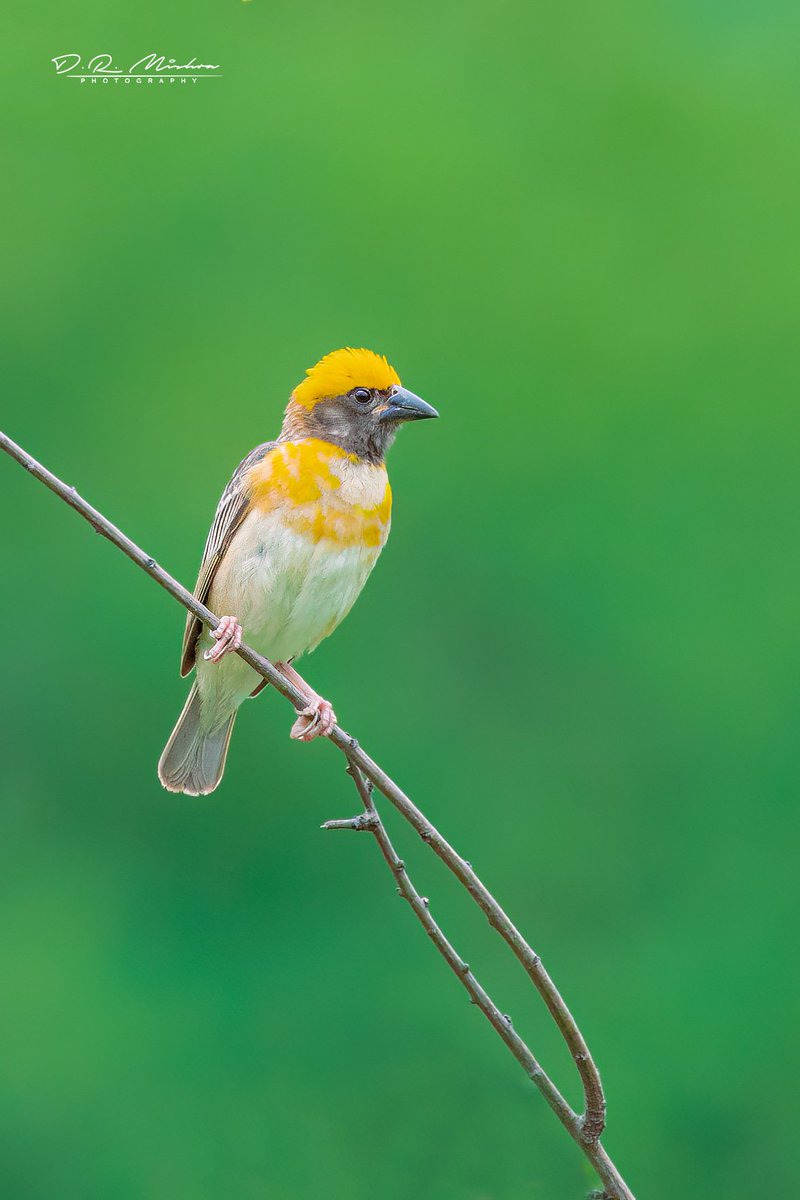 dineshranjan's tweet photo. Baya weaver (male)
Gear used: Canon R6MII with RF 100-500
@Canon_India @NatGeo @NatGeoIndia @ForestDeptt @incredibleindia @odisha_tourism https://t.co/uIz2V6qsVN