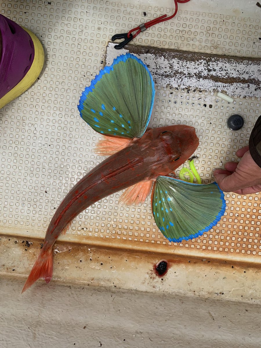 ees_aki's tweet photo. 和歌山印南→明石→琵琶湖と続いたミノ坊との大人の夏休み、グランドフィナーレはオレ達の印南アゲイン!
お互い50オーバーのオオモンハタを筆頭に印南五目!
ミノ坊との夏休みは終わってしまったけどオレの夏休みはあと4ヶ月位は続くでぇ!
#ゲーリーつり部 #tulala #αsight #4inchworm #natureboys https://t.co/j4LBH5bu8X