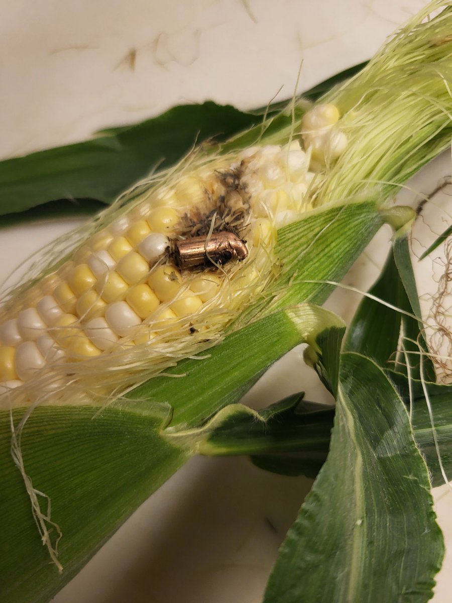 mattjgorman's tweet photo. Found a bullet in my sweet corn #JustIowaThings https://t.co/6QYEdgIaNw