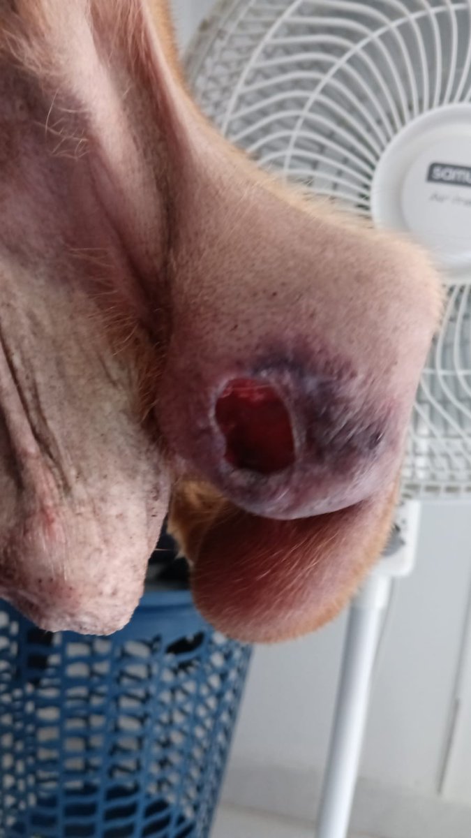 SmFundacion's tweet photo. Dios mío Angel está en cali, y nadie lo quiere ayudar 
Nequi 3164777855
Por favor una ayuda 🆘
#Informacion 3164777855
#Dona #Ayuda https://t.co/uk3ldhLGJQ