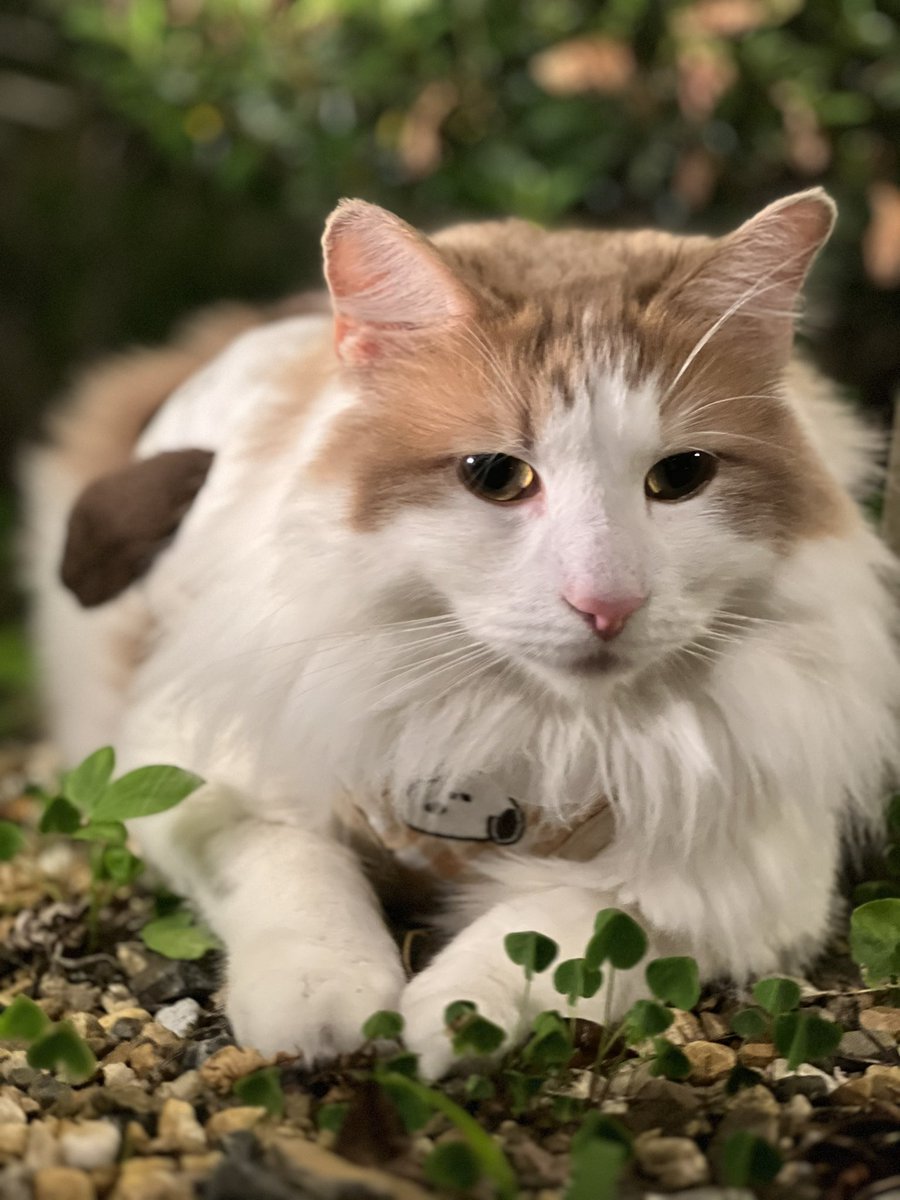 furoharatori's tweet photo. 【探し猫】EXPASA足柄サービスエリア（上り線）
早朝、お風呂ちゃんがハーネスを脱ぎ捨て脱走してしまいました。
首輪なし
まだ、見つかりません
心当たりの方が
ご一報ください。
2歳♂
白✖️茶
#ノルウェージャンフォレストキャット 
#探し猫
#拡散希望 
#迷い猫 
#迷子猫
#探してます
#神奈川
#静岡 https://t.co/Vz4GRQ60vo