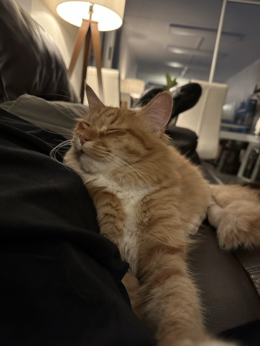 jbravomarch's tweet photo. Mi gato escuchando la decisión de gran hermano #GranHermanoChile #GranhermanoCHV https://t.co/PddOJVtMrH