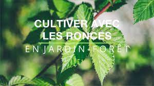 theviotmartial's tweet photo. Cultiver avec les #ronces en jardin-forêt : https://t.co/YtD5Drpom6 https://t.co/bjW3PgluCi