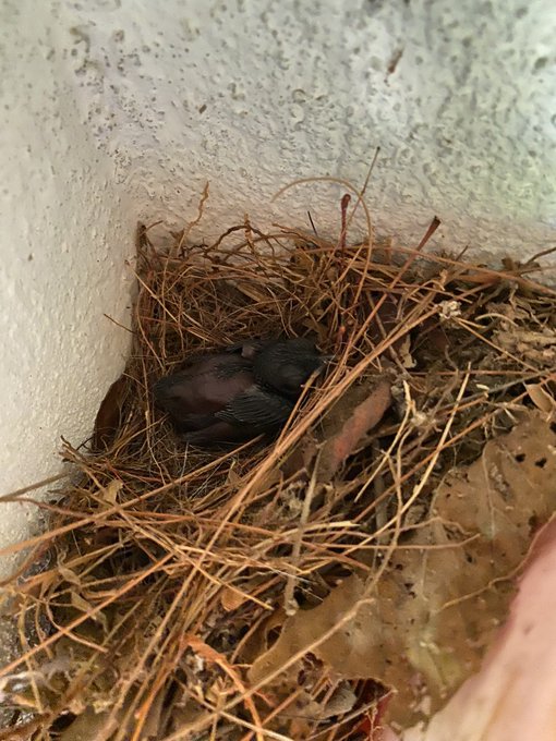 ロビンの卵、1羽だけ孵ってる!片親だけで育ってる 