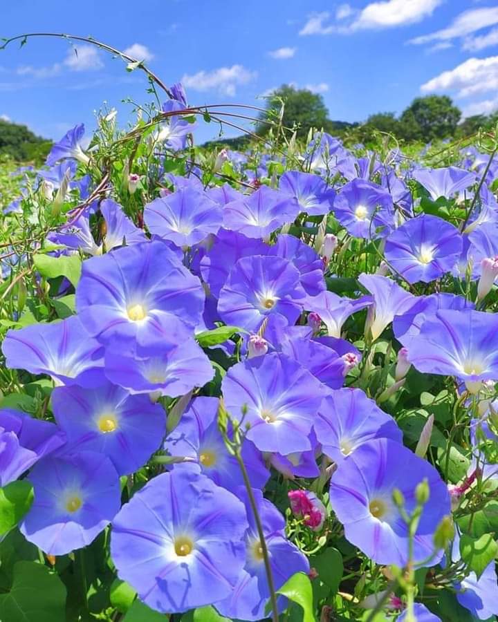 74ceff6b903445b's tweet photo. Hello dear friends 🙏
Have a beautiful Friday 🩵 https://t.co/vkGW7XaTG2