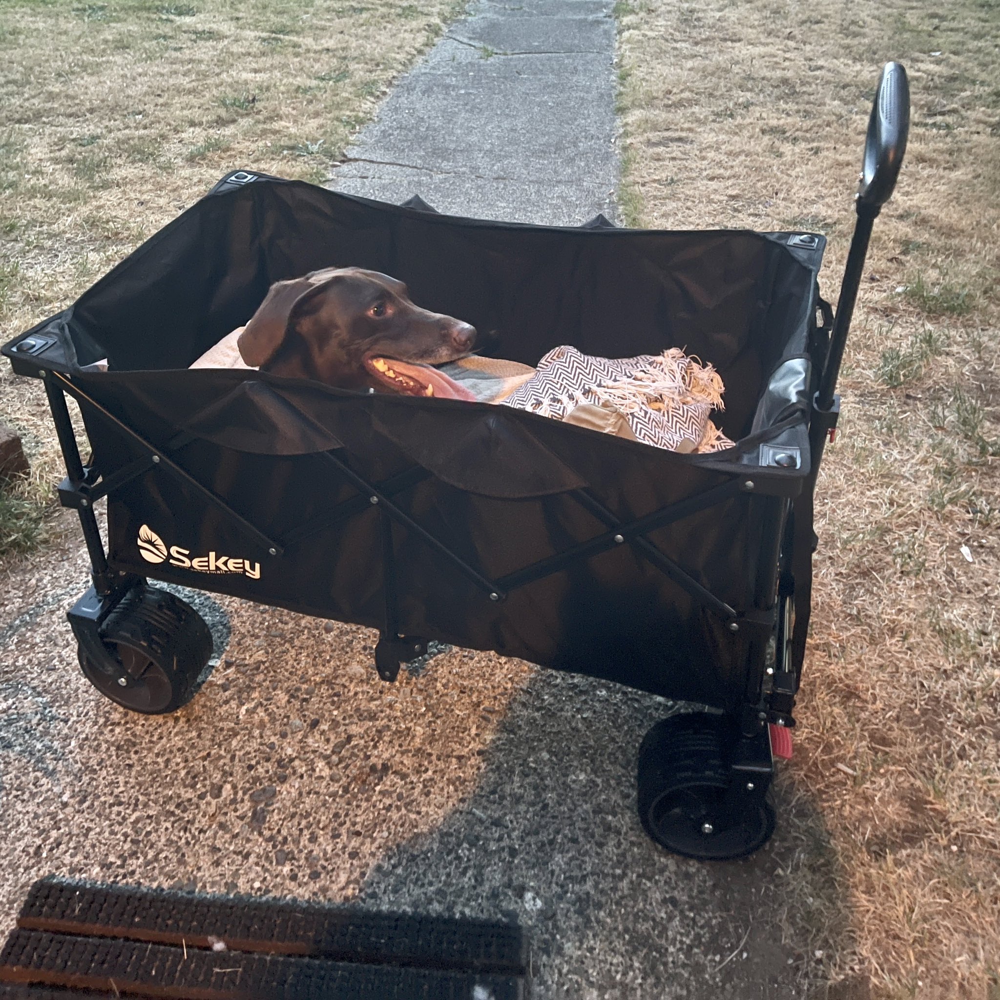 So it’s a long story, but my dog Squeegee’s wagon was stolen on Sunday night and my heart was broken, so I made a poster about it and the owner of the local gay bar saw it and sent a new, better one to our house yesterday. https://t.co/yDPib8EYdM