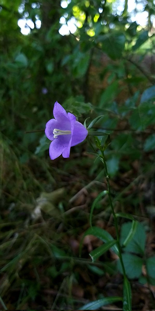 cumulusmoni's tweet photo. 💜🍃

#flowersonfriday https://t.co/iiLIASWISb