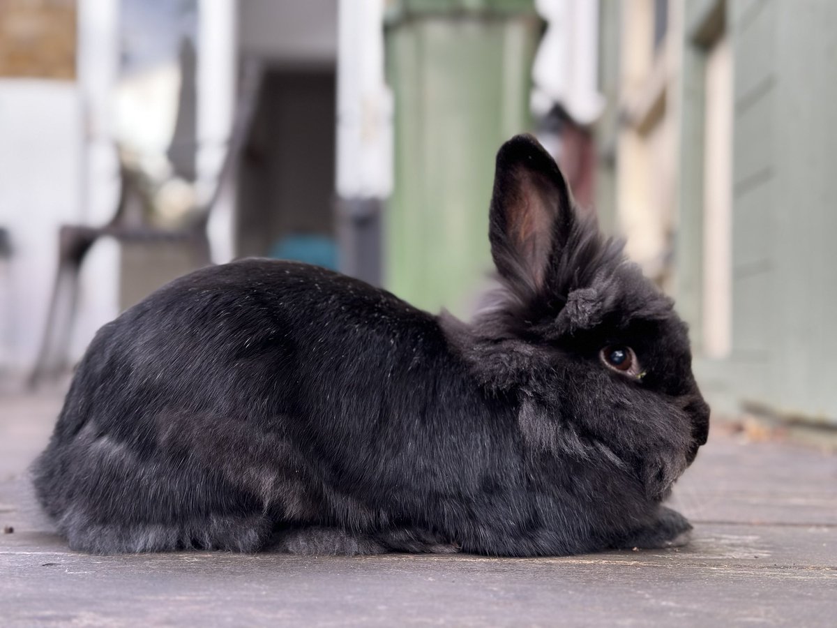 BunnyLifeLDN's tweet photo. Gorgeous Mina is moulting #blackbunny https://t.co/vNAh2q02aJ
