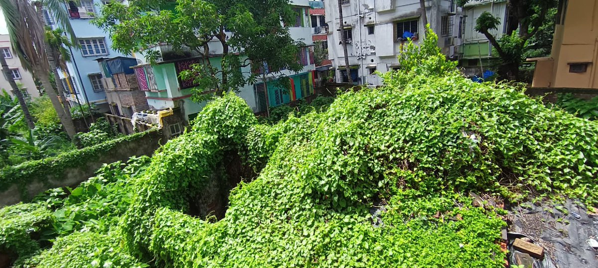 rskoljg's tweet photo. @kmc_kolkata The land is vacant and no one maintains it. 90% of our house members are senior citizens. Last year 6 persons were effected by Dengue and this year also we suspect to have the same. The source is the vacant land where there is a temporary broken house as shown below. https://t.co/hxI06Ea75R