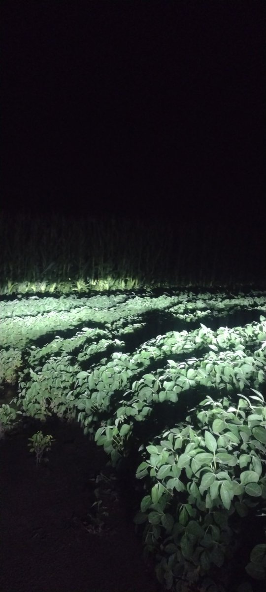 aghammer's tweet photo. 11:45pm. 7-27-23...81 degrees...sure glad I have my Miravis Neo on my corn and soybeans @AuroraAgNetwork @MarkDozler @Syngenta #planthealth #slowthingsdown https://t.co/3CZg7fKQzf