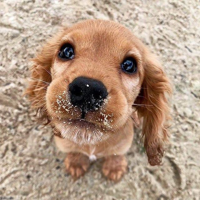Awww so cute puppy