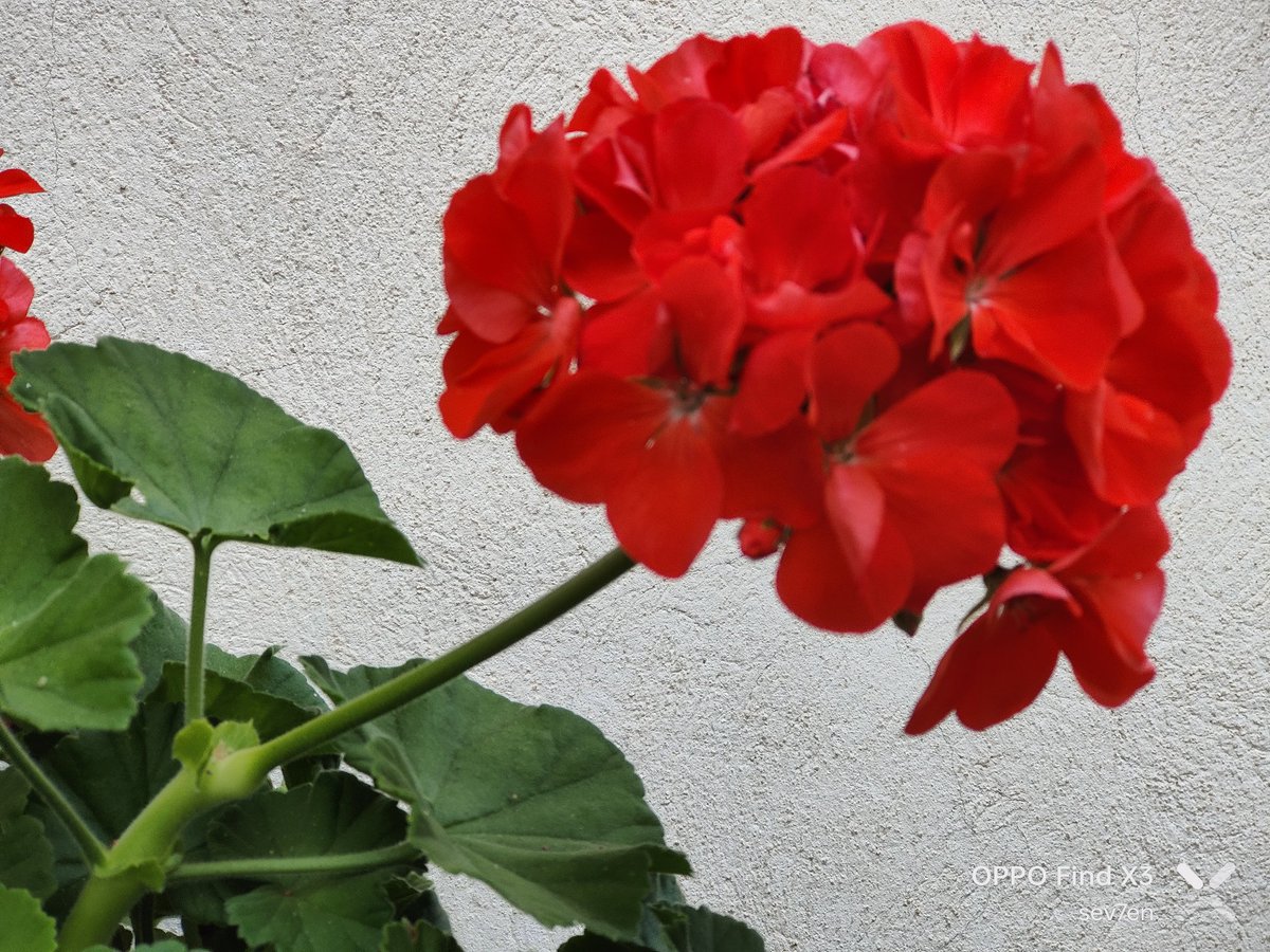 fabrizio_degni's tweet photo. The #OPPO FindX3 CN after the firmware update to #ColorOS 13.1 😇

#OppoFindX3 #picture #PerfectMoment #ShotOnOPPO @OPPO https://t.co/y8Qpql0emF