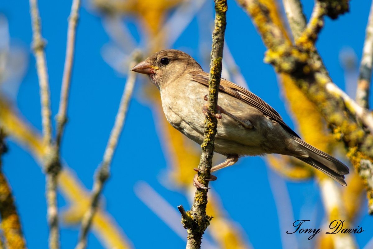 TonyDavis1956's tweet photo. Sparrow in Tolworth Court Farm Fields #TwitterNatureCommunity #birdphotography #birdwatching #BirdTwitter #twitterbirds #BirdsofTwitter #BirdsSeenIn2023 #birds #birding  #wildlifephotography #NaturePhotography #Canon #eos5Ds @Natures_Voice https://t.co/2tqacVNIAn