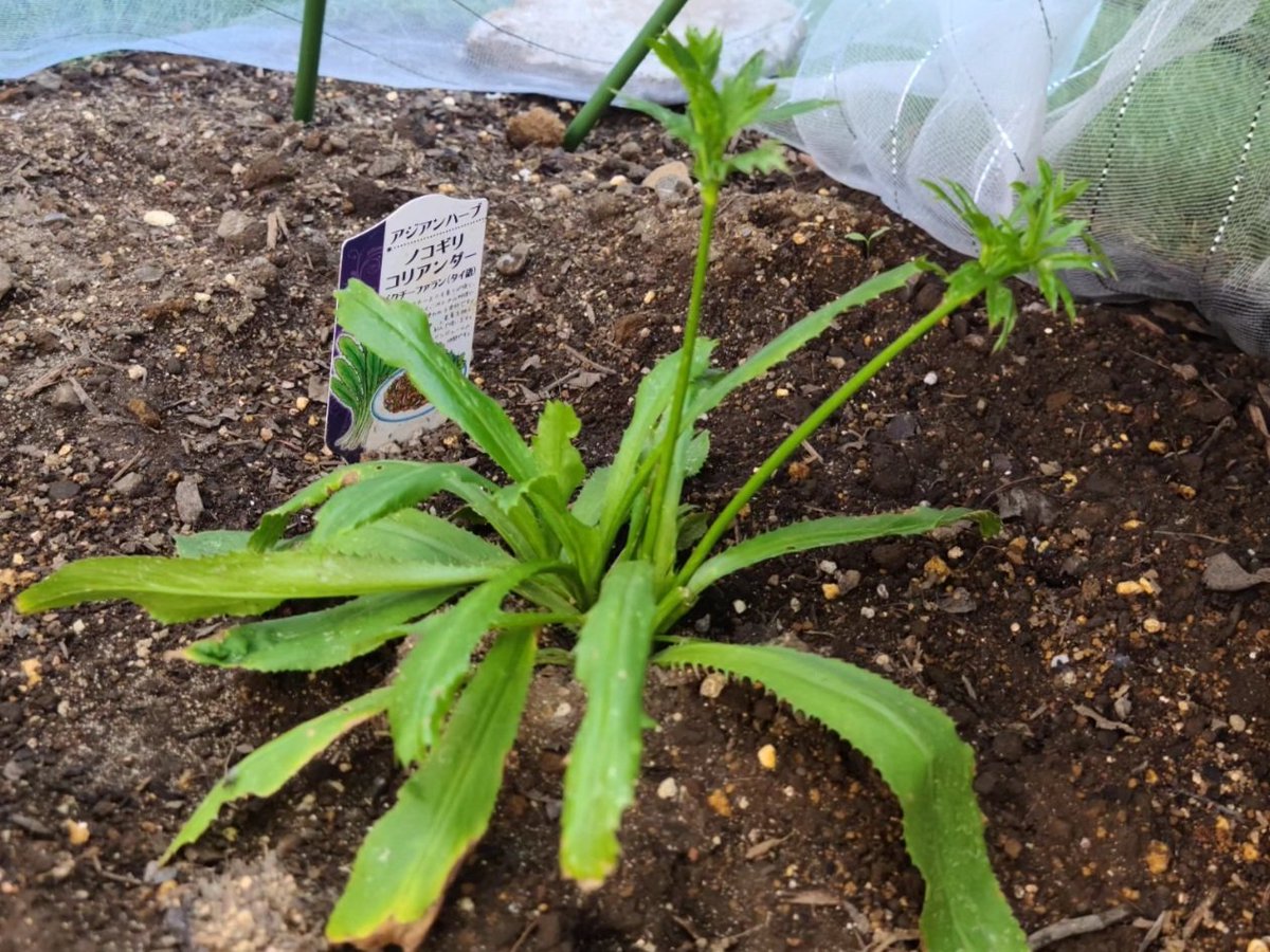 herbs_l_d's tweet photo. 猛暑が続いて仕事してるとなかなか様子が見れないけど
食害もないし、よかったー
この調子でどんどん育って✨✨
 #ハーブ  #ハーブ栽培 https://t.co/g9aXT4Szhk