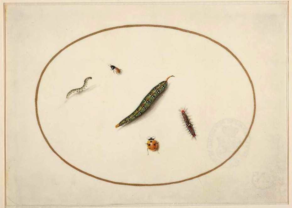 uzora5's tweet photo. Maria Sibylla #Merian
#Raupen #Kaefer #Marienkaefer https://t.co/VuhZzaTKKi
