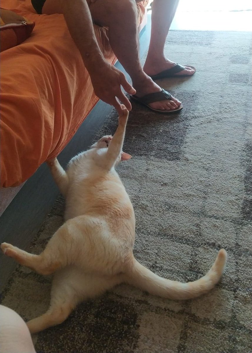 CatFalkor's tweet photo. 😺👋 https://t.co/iSOxWJq9Wg