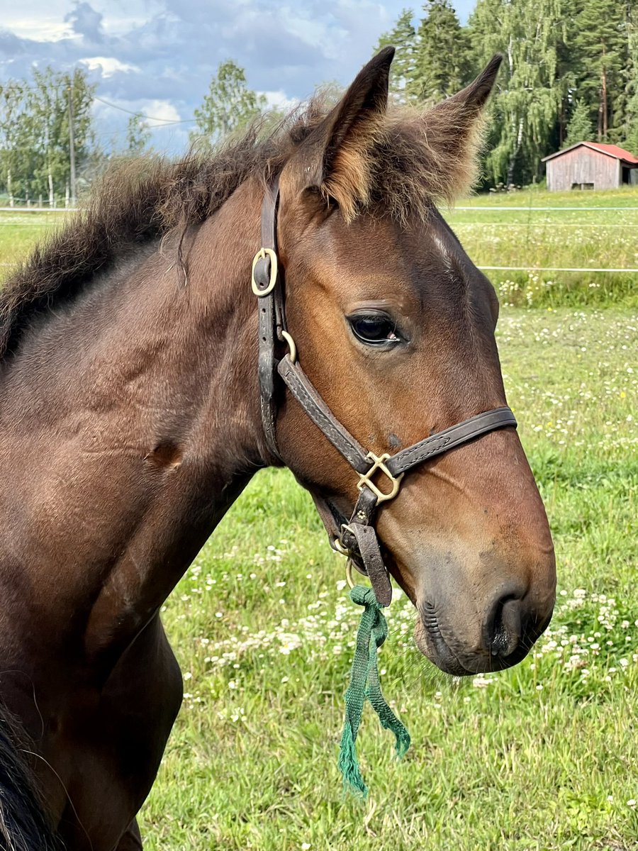 Colt Viking Wania 🇸🇪 Walner - Viking Grace