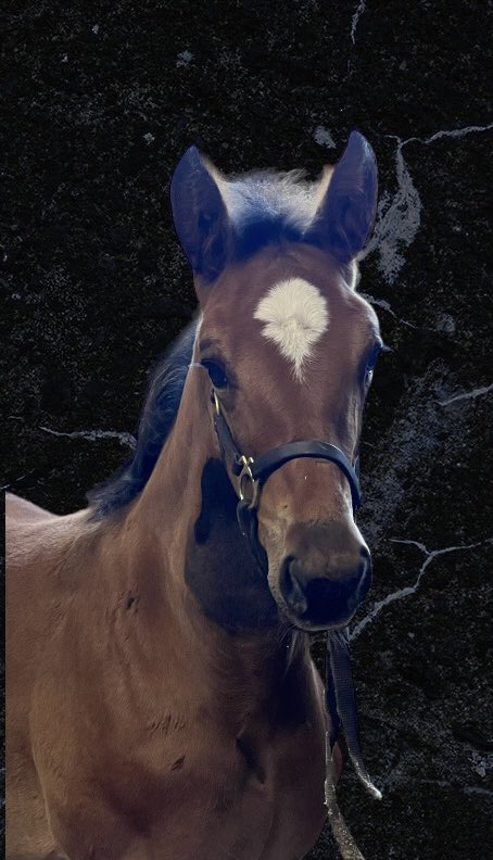 Colt Baron Wania 🇸🇪 Muscle Hill - Random Destiny