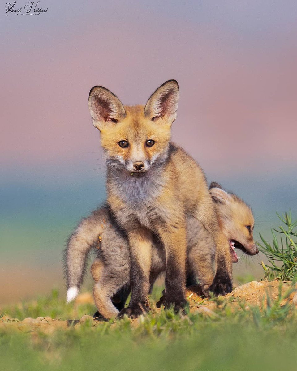فلات ایران tweet media