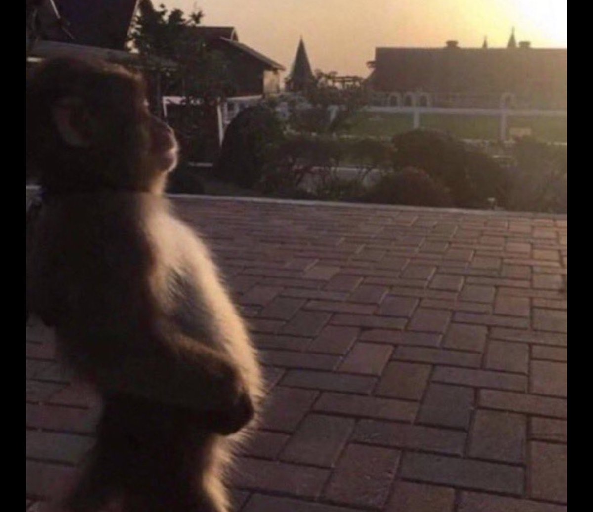 Travis Scott saved my life