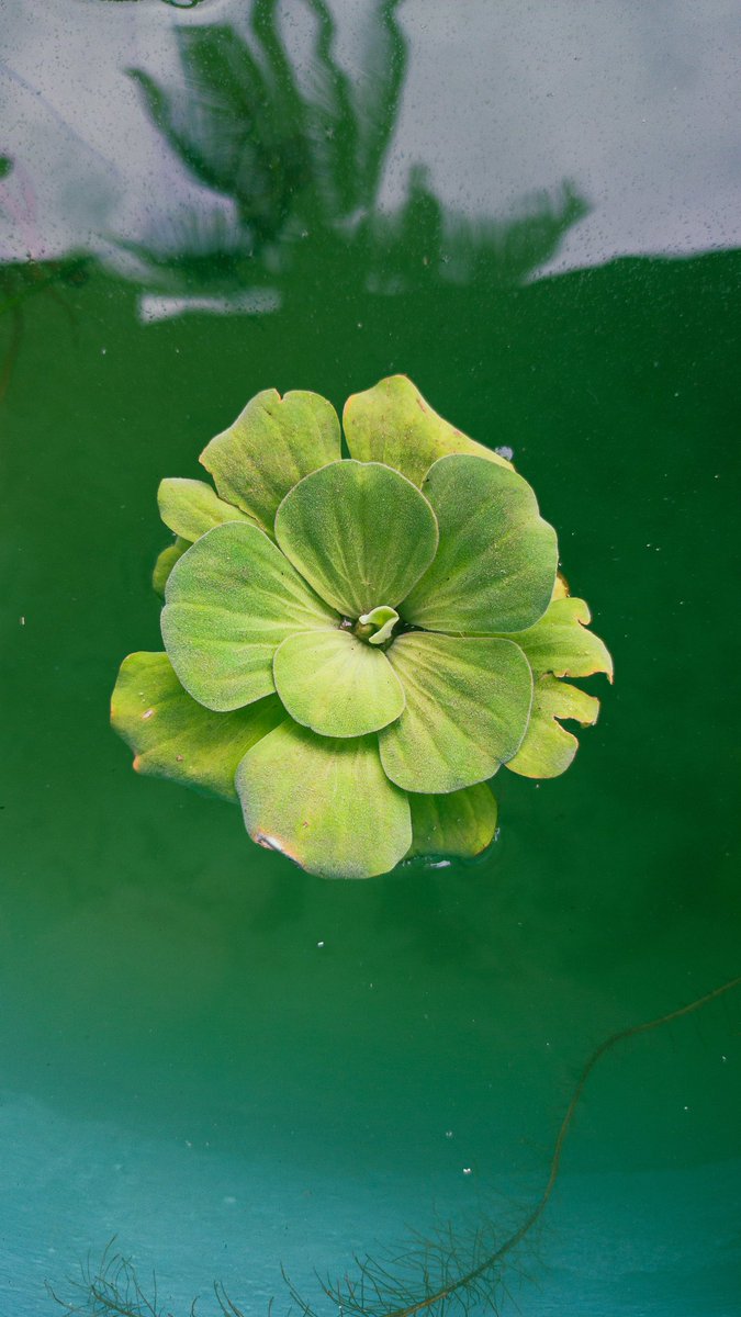 SilvanFernand14's tweet photo. #Planet #water #nature #NaturePhotography #mobilephotography https://t.co/XCAAQ5uN2o