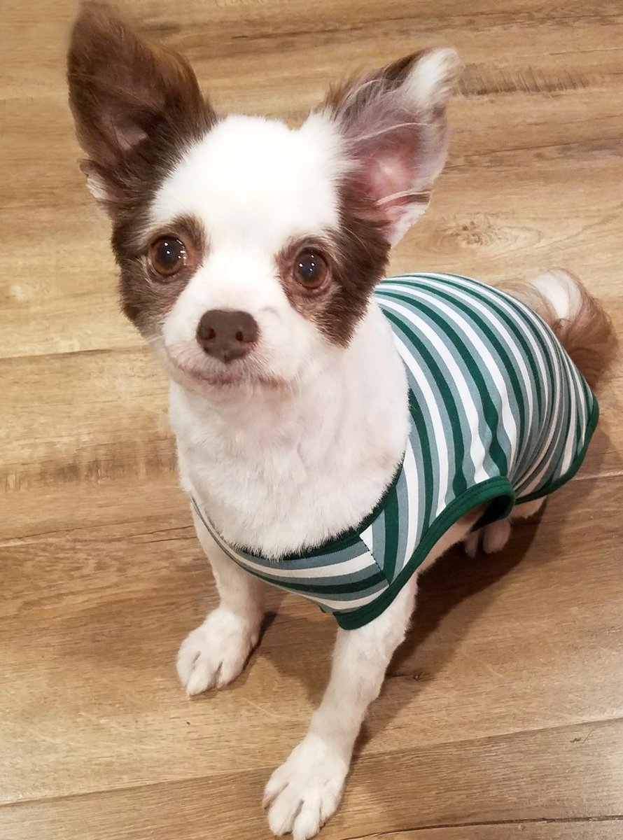 CharliePawsUp's tweet photo. 👁️ PUPDATE!😟
Mama saw da Eye Dr. again bout her scratched cornea. There iz still a problem wif her vision. She haz to go get a special 👁️ scan. It's supa expensive. 
Any help wif Turkey Sammiches (or DM for Paypal) greatly pawpreciated. Wuv yoo!
RETWEET 🙏❤️🐶
#dogsoftwitter https://t.co/UEvm8jcRQb