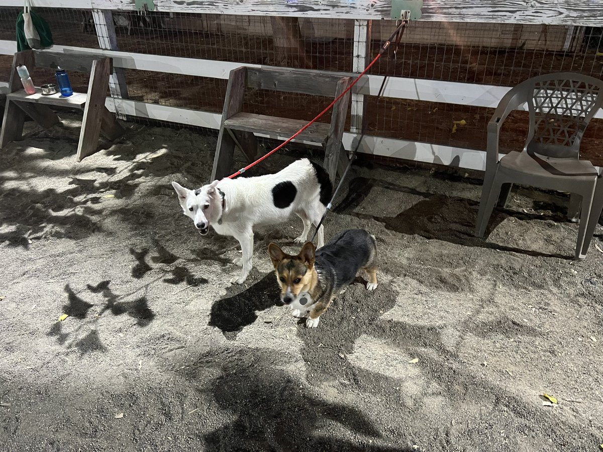 CorgiSofia's tweet photo. My sister Crush and I at agility. #corgi #CorgiLover #corgicrew #DogsOfTwitter https://t.co/8BWR5ynFjx